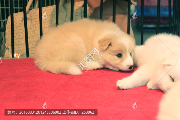 小狗