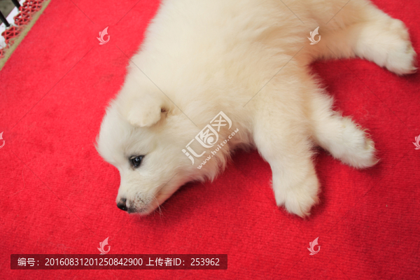 小狗