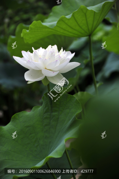 白荷花,,白蓮