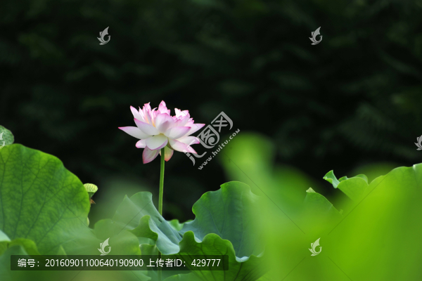 荷花,,荷趣