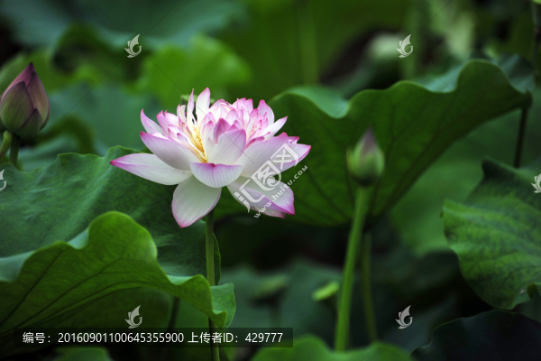 荷花,,,荷花荷葉