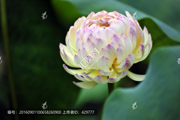 荷,,荷趣
