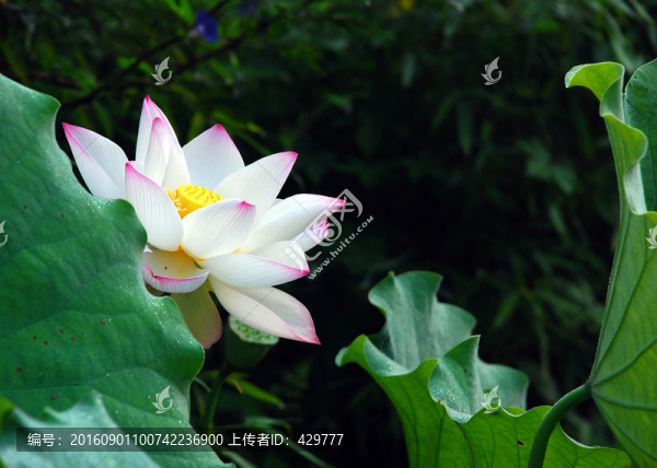 荷花,,荷花素材,,荷花攝影