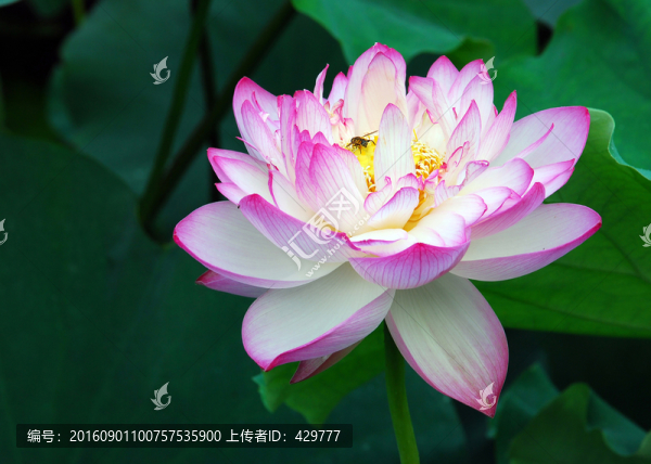荷花特寫,,名貴荷花