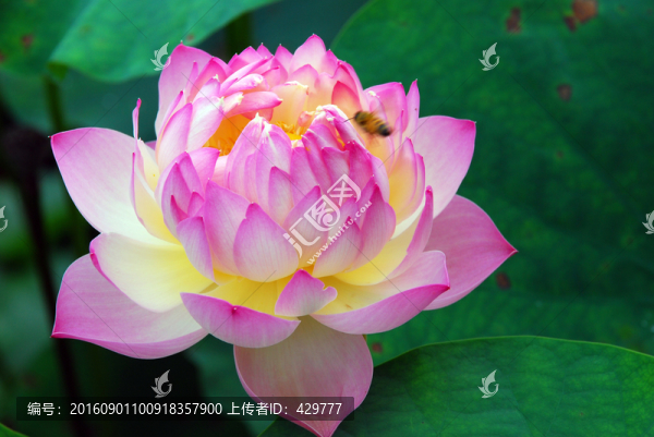 荷花,,荷花園