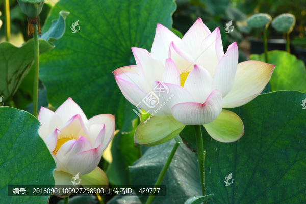荷花素材,荷花攝影