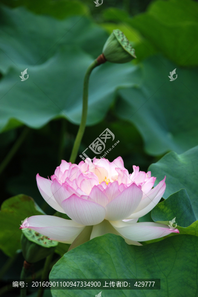 荷花,,荷花素材