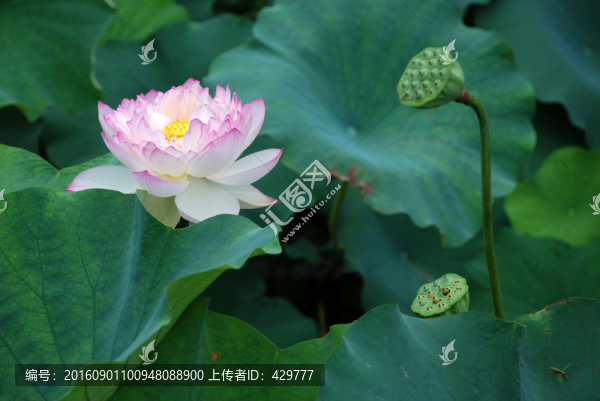 荷花攝影,,荷花池