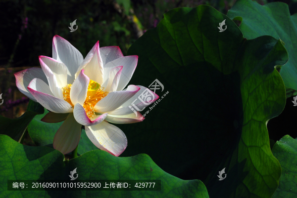 荷花荷葉,,荷花園