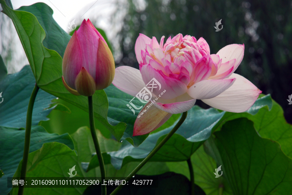 荷花,,荷花池
