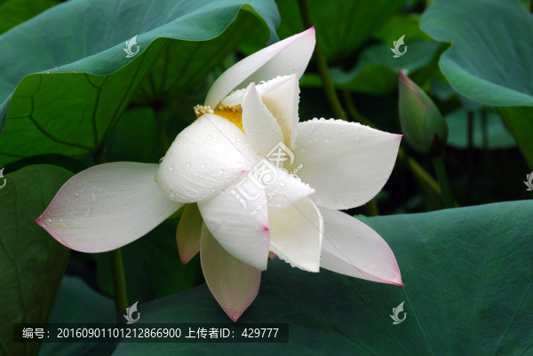 白荷花