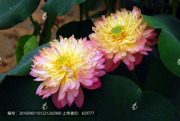 荷花,,名i貴荷花