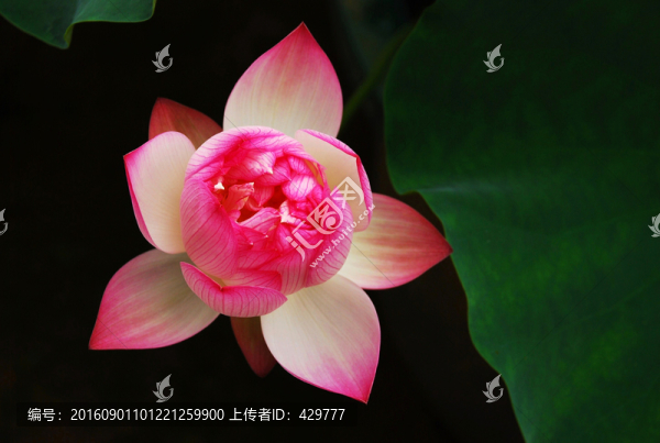 名貴荷花,,珍稀荷花
