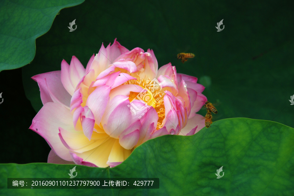 荷花,,紅荷,,,,夏荷