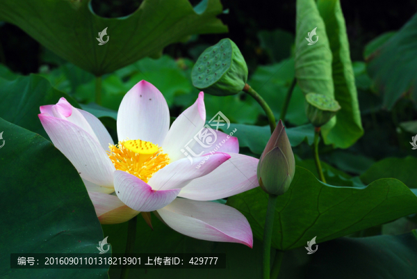 荷花,,荷花池