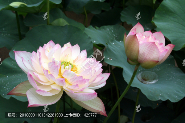 荷花荷葉
