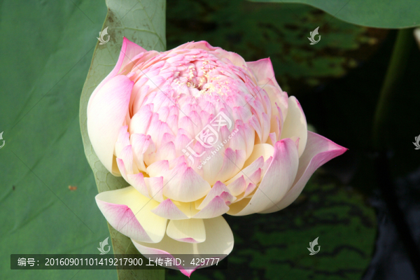 蓮花,夏荷