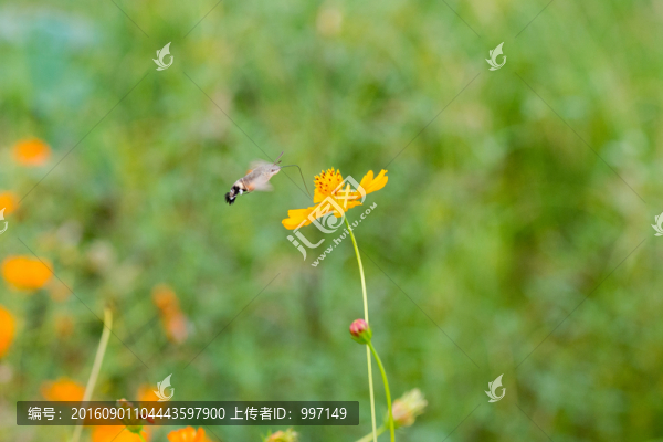 小菊花