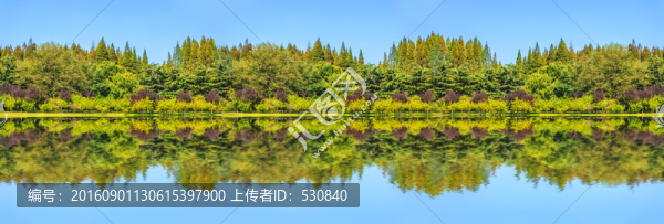 綠樹林高清,全景大畫幅