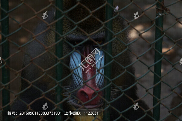 無奈的狒狒