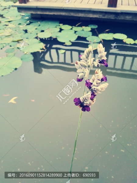 花卉