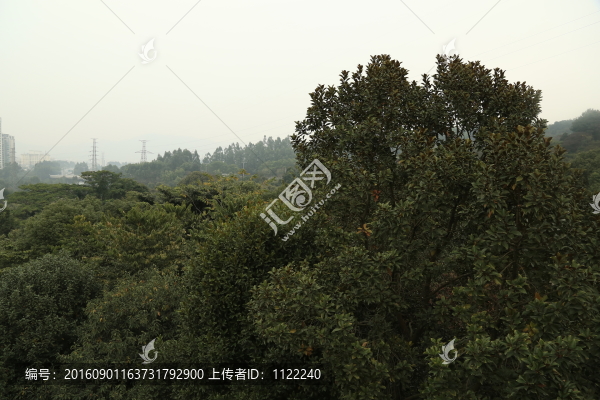 俯拍森林-匯圖網(wǎng) www.fosd68.com 俯拍森林