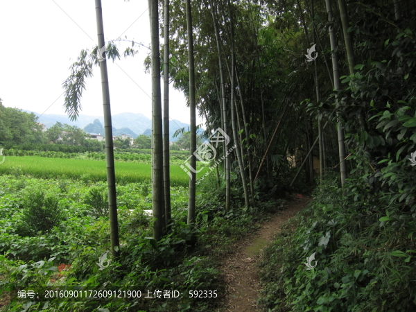 小路