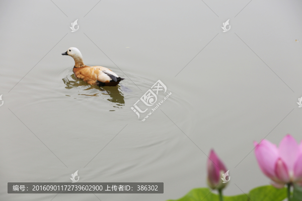 荷花鴨子