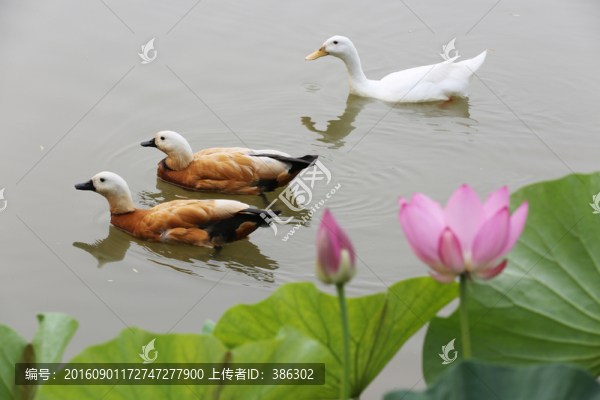 荷花鴨子