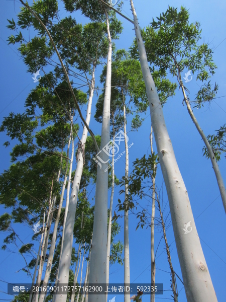 桉樹(shù)
