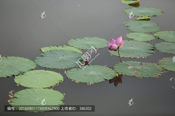 荷花