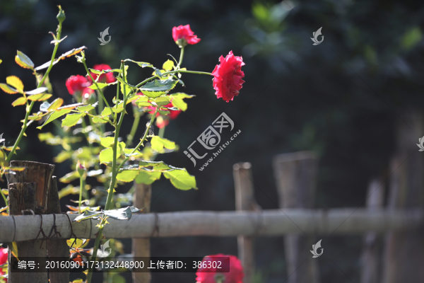 月季花