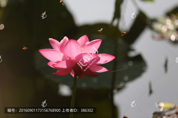 荷花