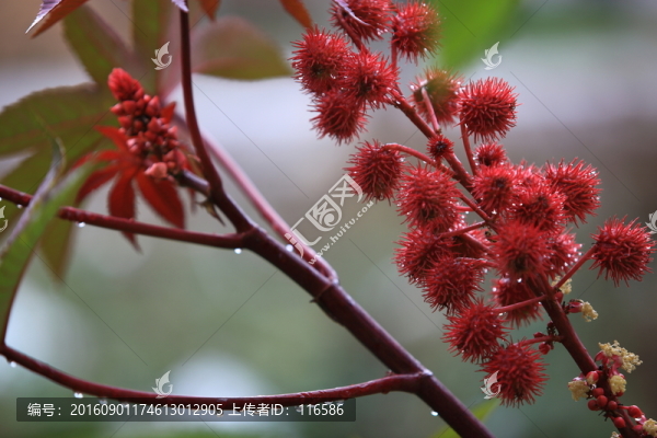 蓖麻花