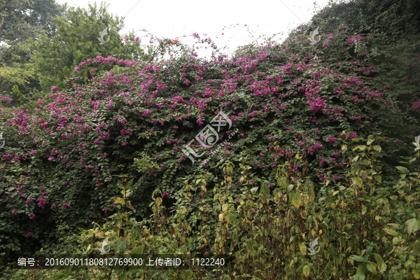 園藝-匯圖網(wǎng) www.fosd68.com 園藝