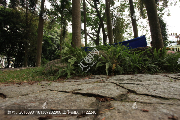 樹林-匯圖網(wǎng) www.fosd68.com 樹林