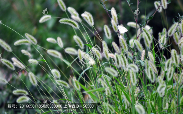 狗尾草