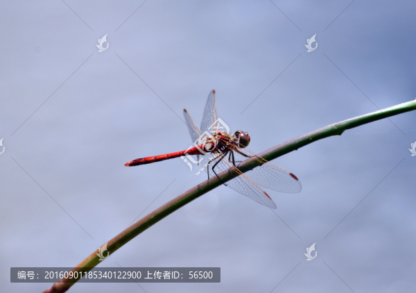 紅蜻蜓
