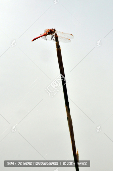 蜻蜓