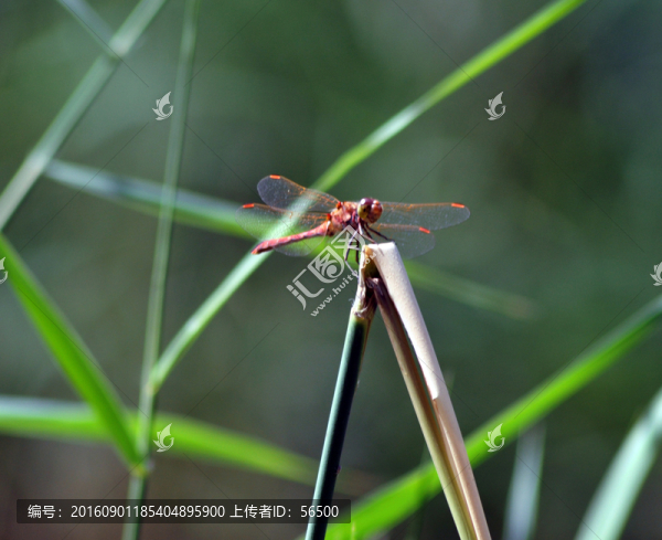 蜻蜓