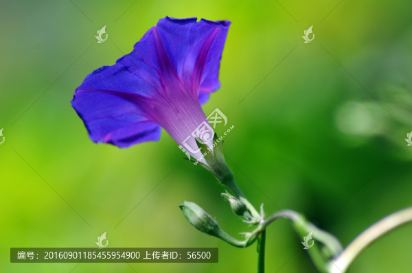牽牛花