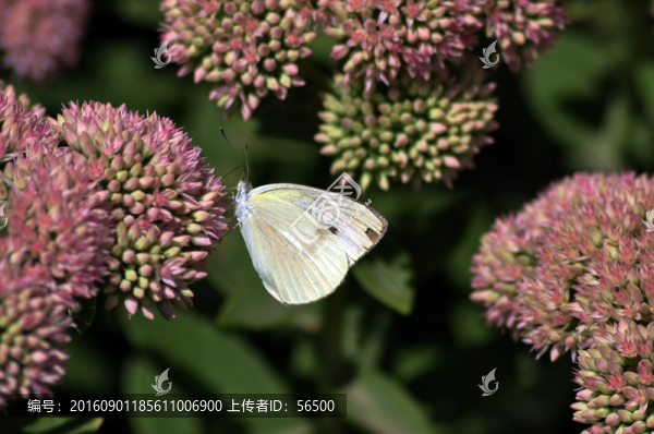 蝶戀花