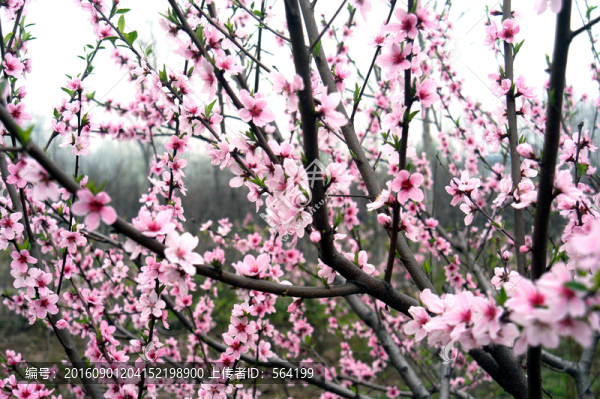 桃花