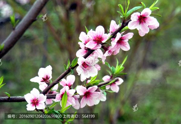 桃花
