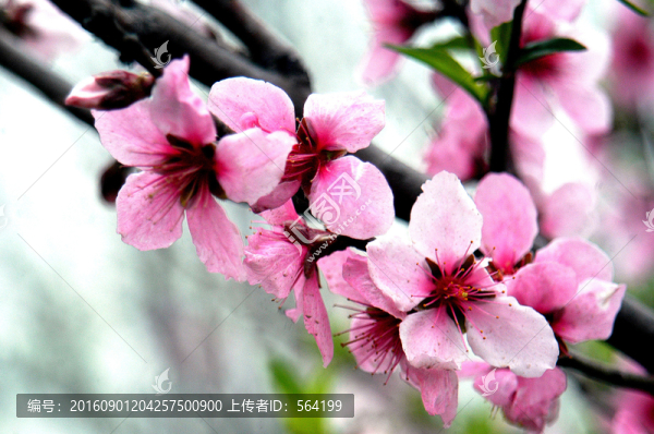 桃花