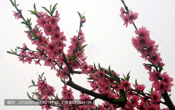 桃花