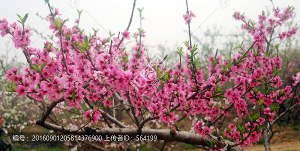 桃花
