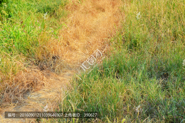 黃綠相間的草地,背景素材