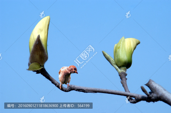 小鳥和玉蘭花