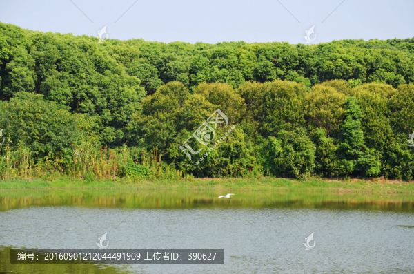 樹林